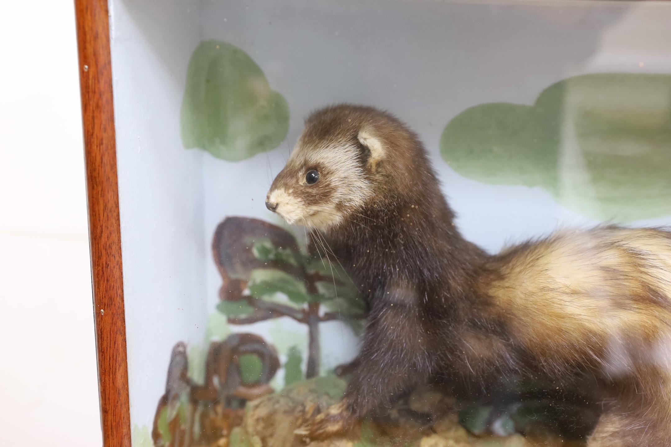 A cased taxidermy Polecat, 40cms x 34cms